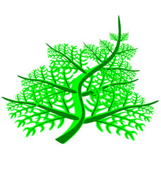 Exotic green fern plant leaves vector illustration isolated on transparent background © anwar syaifudin