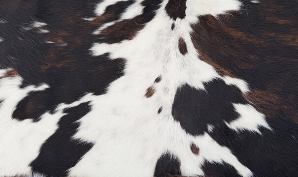 Cow Print Texture