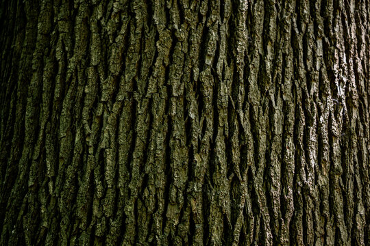 Selective focus of wrinkles and uneven surface of thick tree bark in the forest, Details of cracked on tree trunk in the wood, Abstract texture pattern, Natural background.