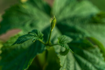 Fototapeta premium A Bavarian Hop plant in close up or detail view with bokeh background