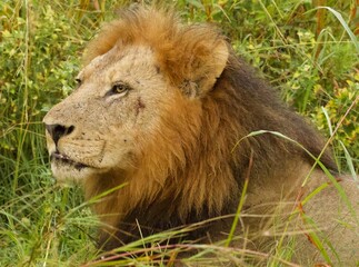 Male lion © fergus