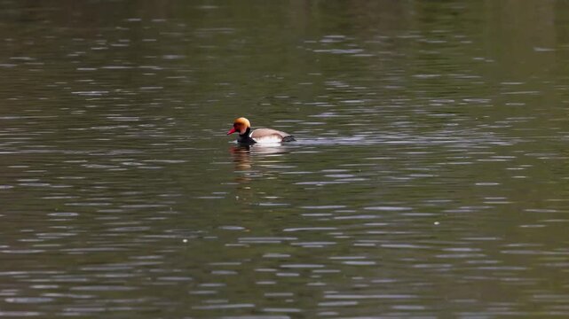 The Red-crested Pochard, Netta rufina is a large diving duck. Here at a lake in Munich, Germany