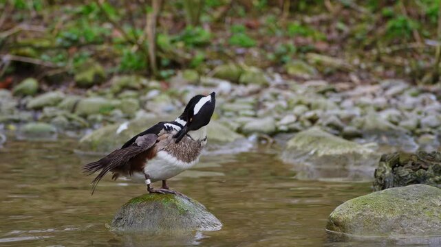 Male hooded merganser, Lophodytes cucullatus in breeding plumage on a lake in the English Garden in Munich, Germany in Europe