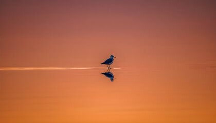 Fototapeta premium A beautiful Black-winged Stilts