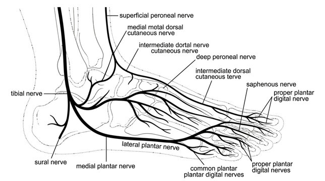 Detailed Diagram of Foot Nerves and Their Branches.