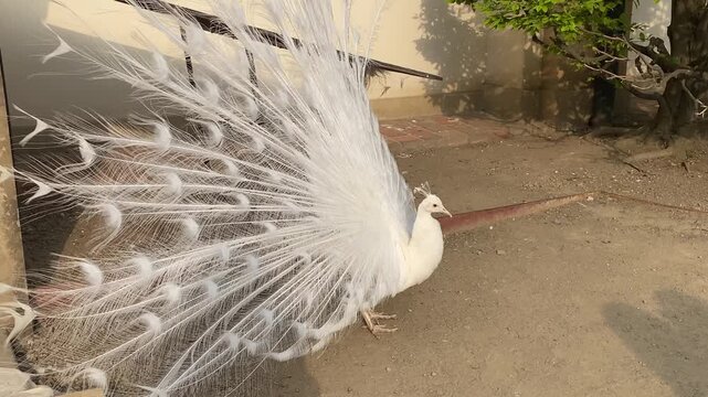 Close-up view of the flowing tail of a white peacock. The Waldstein Garden in Prague, Czech Republic. 4k