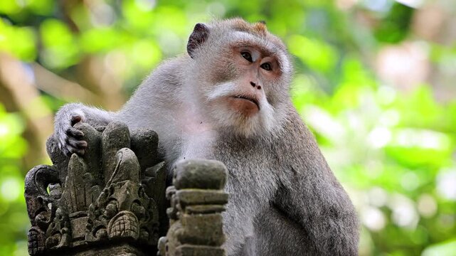 Monkey (Long-Tailed Macaque) at a temple in the Monkey forest in Ubud Bali Indonesia.