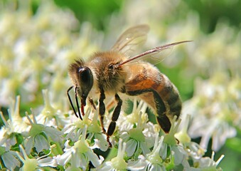 Honey bee on white flower © Antony Robinson