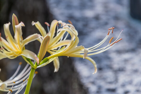 Close up of a beautiful cream color lycoris flower blooming gracefully in autumn with a soft blurred background