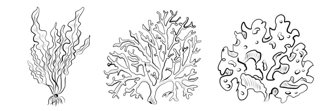Set contour drawing of plants, algae of river, sea. Minimalistic vector illustration