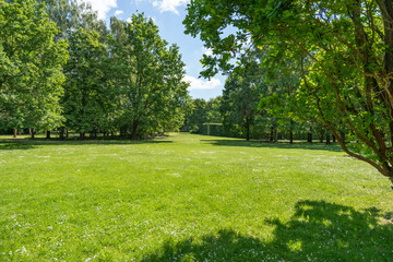 A wide sunny park lawn is covered with common daisies Bellis perennis and framed by mature trees. Fresh foliage and open grass create a calm summer landscape. © Jakob