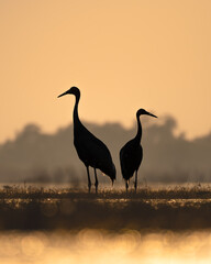 Obraz premium Two Sarus Cranes stand silhouetted against a golden sunrise in Keoladeo National Park, their elegant forms reflected in the tranquil wetlands amid glowing morning light.