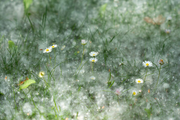 Several common daisies, Bellis perennis, bloom through white poplar seed fluff. The grassy park scene highlights spring flowers and seed dispersal. © Jakob