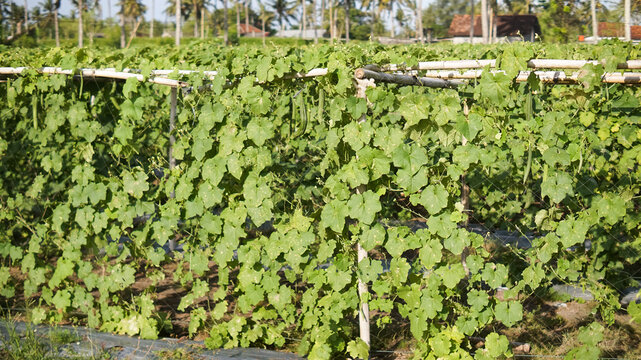Cultivation of luffa or oyong plants (Luffa acutangula or Luffa aegyptiaca) by planting them using a trellis or pergola system made of bamboo to support creeping growth and facilitate harvesting.