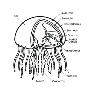 Jellyfish Anatomy Educational Science Diagram