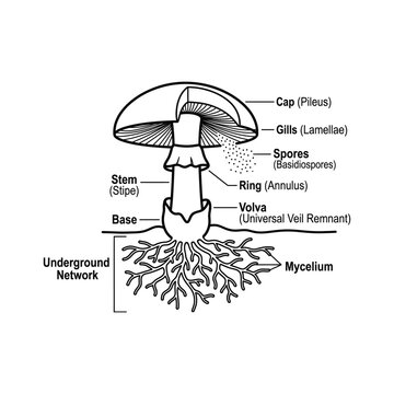 Mushroom Anatomy Educational Biology Diagram
