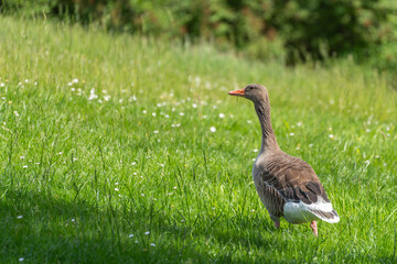 An adult greylag goose stands alert in tall green grass under gentle sunlight. Bird species is greylag goose Anser anser with common daisy Bellis perennis nearby. © Jakob