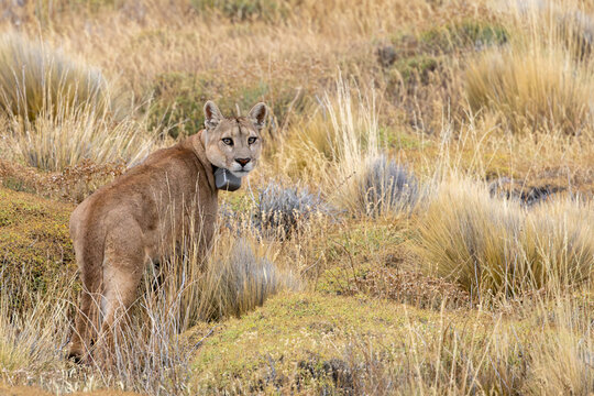 Puma
