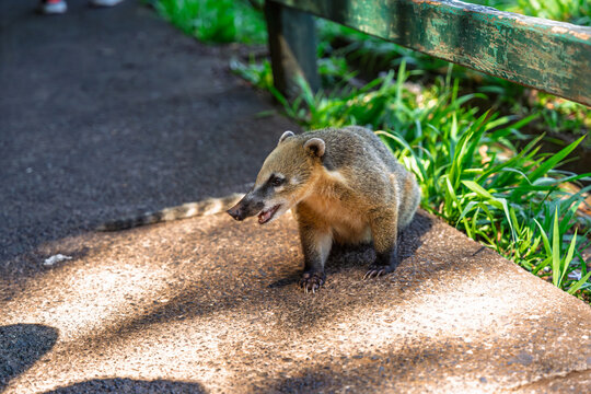 South American coati walking on a paved path in a park with green grass and wooden fence in the background