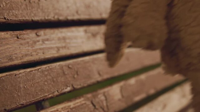 Hand reaches to retrieve plush bunny from park bench in warm evening light, closeup of fingers grasping worn fur and wooden slats tender mood of compassion and reunion as passerby rescues forgotten