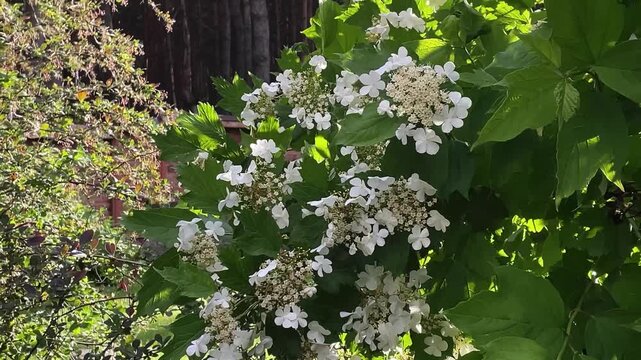 Flowering viburnum and barberry shrubs swaying in spring wind with sunlight and forest background