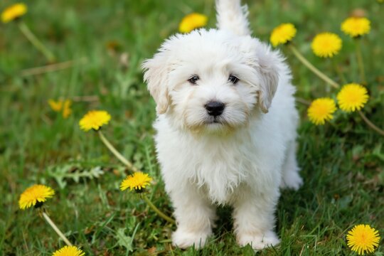 Fluffy white puppy stands in green grass with yellow dandelions. Adorable dog breed gazes forward with curious eyes. Cute young doggy soft fur. Purebred pet looks out at camera. Small animal enjoys