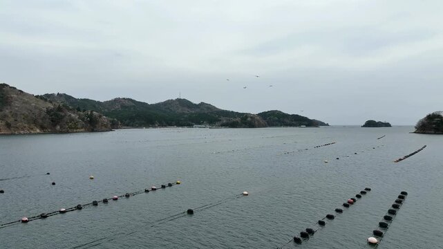 Aerial View of Seabirds Flocking Around Aquaculture Rafts off Oshika Peninsula, Japan
