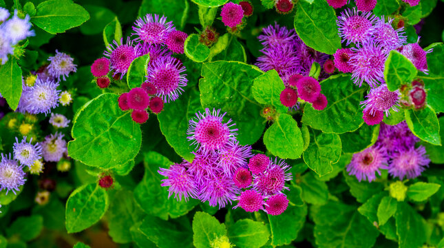 Ageratum houstonianum, commonly known as flossflower, bluemink, goatweed, blueweed, pussy foot or Mexican paintbrush, is a cool-season annual plant often grown as bedding in gardens. Ageratum conyzoid