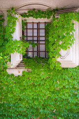 Fresh green foliage surrounding a historic Japanese kura storehouse highlighting seasonal growth and heritage architecture © minortica7