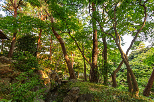 Trees and beautiful natural forest bathed in the evening sun in Tonogayato Gardens September 2023