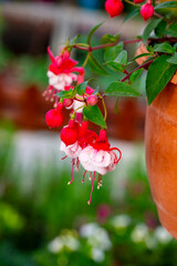 Fototapeta premium Fuchsia is a genus of flowering plants that consists mostly of shrubs or small trees. Almost 110 species of Fuchsia are recognized; the vast majority are native to South America, but a few occur north