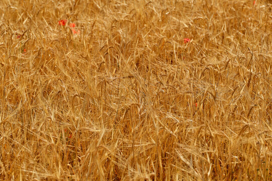 Dense ripe wheat plants forming a natural golden agricultural texture. Ideal background for harvest, farming and food production concepts. Golden wheat field texture background