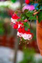 Fototapeta premium Fuchsia is a genus of flowering plants that consists mostly of shrubs or small trees. Almost 110 species of Fuchsia are recognized; the vast majority are native to South America, but a few occur north