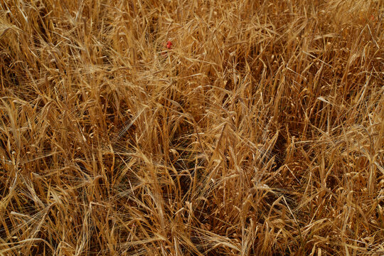 Dense ripe wheat plants forming a natural golden agricultural texture. Ideal background for harvest, farming and food production concepts. Golden wheat field texture background