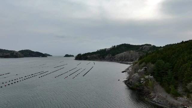 Aerial View of Oyster Farming Rafts in Ayukawa Bay, Oshika Peninsula, Miyagi, Japan