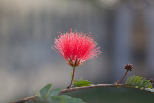 Calliandra red powderpuff Flower Plant