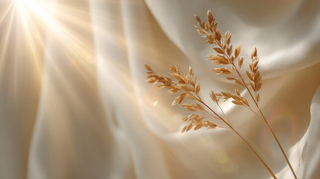Golden sunrays illuminate delicate dried grasses against soft, flowing fabric