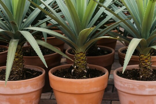 Group of dragon trees in terracotta pots. Evergreen plants with long green swordlike leaves grow. Tropical flora displayed in garden center or nursery.