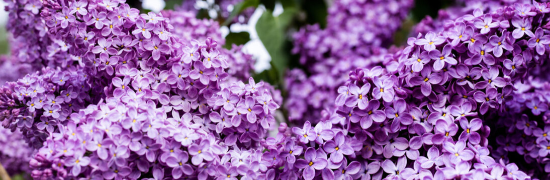 Purple lilacs fill the garden in spring. The flowers grow in clusters, creating a vibrant display of color. The blooms attract bees and butterflies, adding life to the scene.