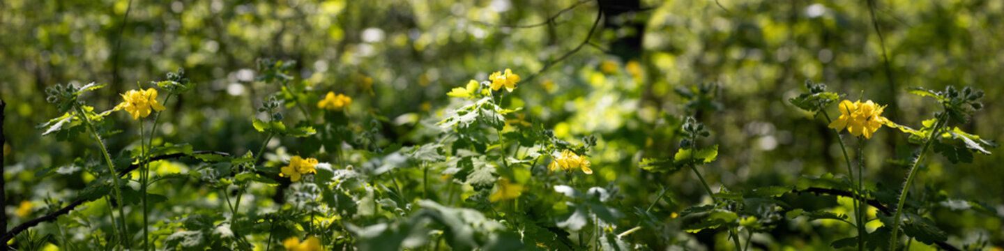 Yellow flowers grow among lush green leaves in a forest setting during spring. Sunlight filters through the trees, illuminating the plants below.