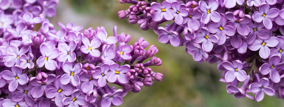 Clusters of lilac flowers grow in a garden during spring. The delicate purple blooms attract bees and butterflies while showcasing nature's beauty.