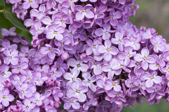 In spring, clusters of lilac flowers show purple petals with yellow centers. These flowers grow on bushes and attract pollinators like bees and butterflies.