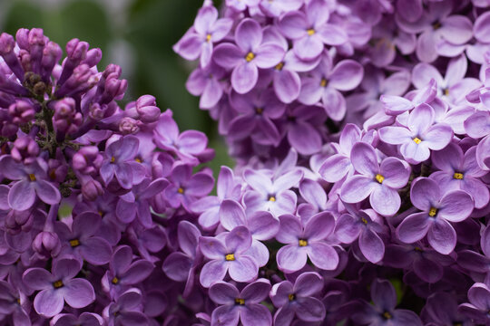 Purple lilacs fill the view with clusters of small flowers and buds. The blossoms show bright yellow centers. This scene captures the beauty of blooming plants in a garden.
