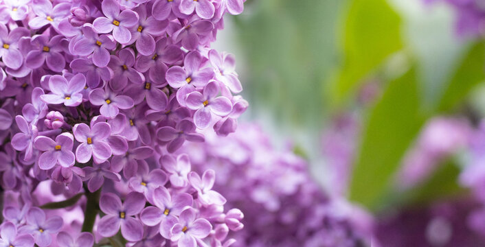 Clusters of purple lilac flowers are seen in a garden setting during spring. The flowers grow on branches surrounded by green leaves and sunlight. Bees fly around the blossoms.