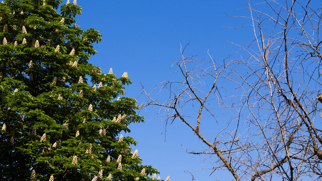 A green tree with white flowers stands against a bright blue sky. Nearby, a bare tree shows no leaves or flowers. The scene captures the contrast between life and dormancy.