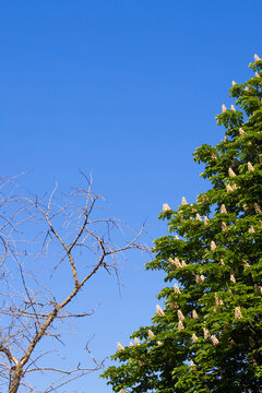 Two trees stand tall under a bright blue sky. One tree is blooming with flowers, while the other is bare. This scene takes place in spring, highlighting growth and change in nature.