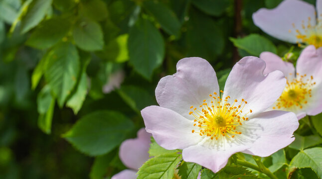 A pink flower with yellow center grows among many green leaves in a garden. Sunlight shines on the flower, showing its details. Springtime is the season of blooming flowers.
