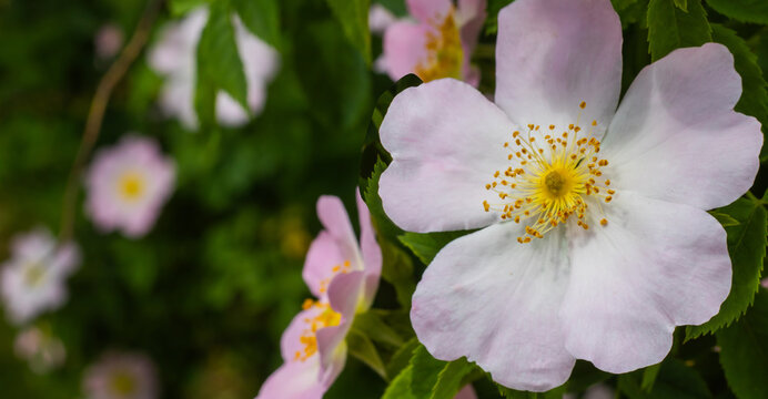 In a garden during spring, flowers bloom on branches with pink and white petals. They attract bees and add life to the scenery. Green leaves surround the flowers, creating a vibrant setting.
