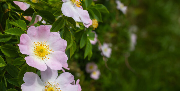 Flowers are growing on a plant in a garden. The petals are pink and white with yellow centers. Green leaves surround the flowers. It is likely spring with good weather.