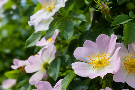 Bright flowers fill the garden as bees visit the blooms for nectar. The scene shows green leaves and delicate petals in a sunny spring setting. Nature is vibrant and alive.